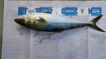 名田屋　はまちの飲ませづり